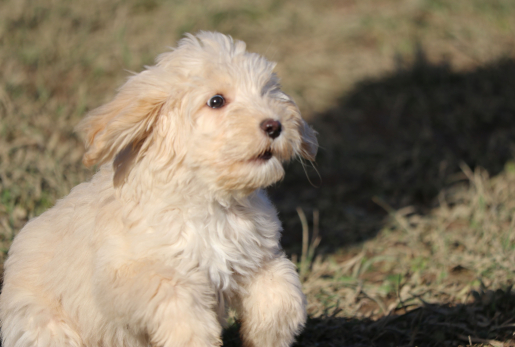 Pepe-Australian-Cobber-Dog.jpg