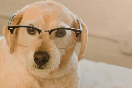 Hund mit Brille als Symbol für den Hundestunde Blo