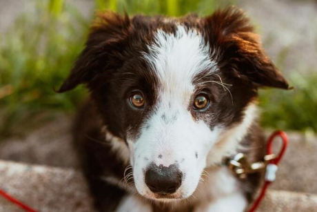 Tierschutzhund als Symbol für das neue Familienmit