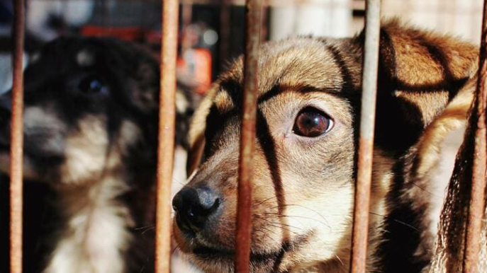 Welpe hinter Gittern in einem Tierheim