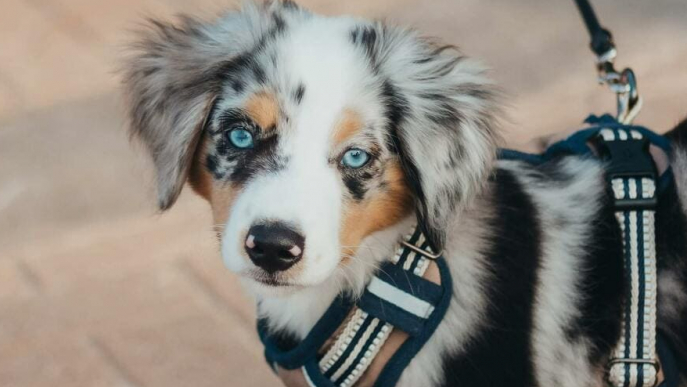 Australian Shepherd Welpe mit Hundegeschirr und Leine