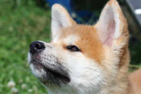 Shiba Inu schaut aufmerksam hoch